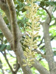 Image result for Polyscias kivuensis