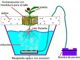 Sistema Cerrado De Raiz Flotante Hidroponica Sistemas De Cultivo Hidroponico Hidroponia Cultivos Hidroponicos