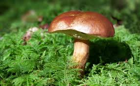 Les Bolets Une Grande Famille D Excellents Champignons