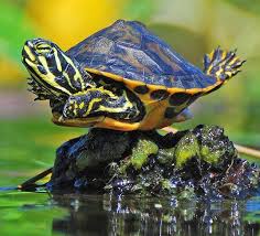 Abdullah Sarmis Adli Kullanicinin Turtle Kaplumbaga Panosundaki Pin 2020 Kaplumbaga