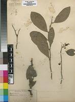 Image result for Gymnosporia buchananii