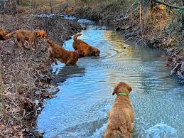 Golden retriever dog forums since 2005 a forum community dedicated to golden retriever owners and enthusiasts. Arkansas Golden Retriever Puppies For Sale