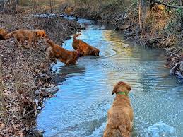 Maybe you would like to learn more about one of these? Arkansas Golden Retriever Puppies For Sale