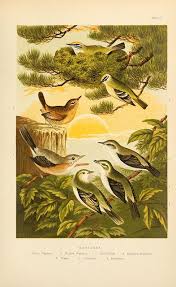 British Birds With Yellow Feathers Biodiversity Heritage Library Small British Birds Bird Prints Beautiful Birds