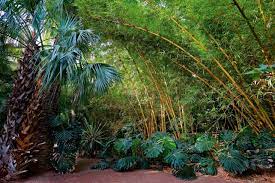 Jessica thurston has been growing bamboo in portland for five years and has yet to see the results she expected. 10 Things Nobody Tells You About Bamboo Gardenista