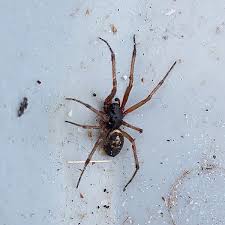 Sightings of steatoda nobilis, the false widow spider, are on the rise. Residents Warned After Deadly False Widow Spider Spotted In Churchtown Dublin Live