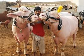 May the joy of eid surround you and your family. Eid Ul Azha 2018 Cattle Markets In Lahore Teemed With Sacrificial Animals Pakistan Dunya News