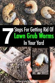 There are difference applications with different ingredients recommended for killing lawn grubs and/or preventing them. Lawn Grub Worm Control 10 Ways To Get Rid Of Grub Worms