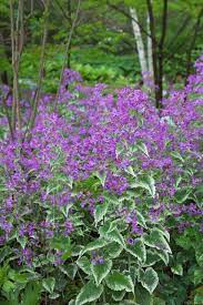 Lunaria Annua Honesty Plants Dollar Plant Purple Garden