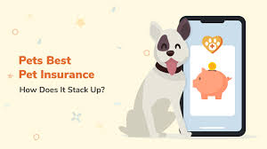 In a lot of ways, a pet like a cat or a dog is very much like a child because responsible owners care for their pets and make su. Pets Best Insurance Review How Does It Stack Up Pawlicy Advisor