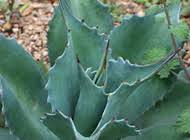 Image result for Gladiolus trichonemifolius