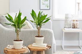 Image result for Dracaena steudneri
