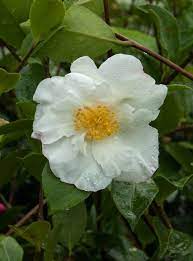 Camellia Kenkyo Sasanqua One Of My Favourite Varieties Large White Flowers With A Hint Of Pink And An Excellent Scent Loves To Flower Freely Aut Moestuin