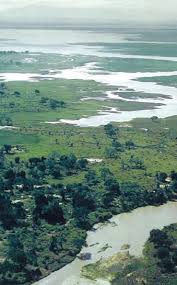 Image result for Justicia stachytarphetoides