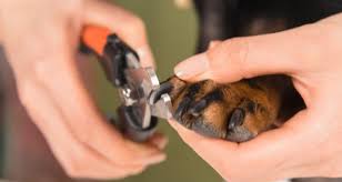 If this is the case, you can take your chihuahua to a groomer or to your veterinarian and pay to have his nails trimmed. How To Trim Your Dog S Nails In 6 Easy Steps Petcoach