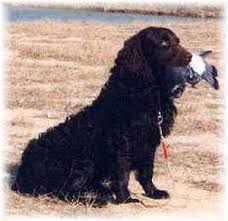 Take a look at the testimonials page of this site for insight from those who have included one or more of our boykins as a member of their family. Boykin Spaniel Puppies Breeders Spaniels