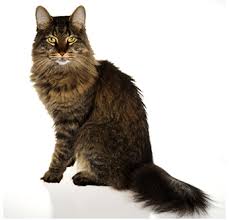 Refine your search to find the perfect match and complete the adoption process at your local shelter or rescue. Arizona Maine Coon Cat Rescue Rescuing Caring For And Finding Good Homes For This Loving Breed