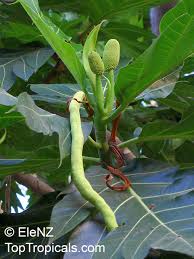 Image result for Artocarpus