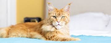 It can sometimes be difficult to tell if your cat is just resting or if they really don't feel well. The Cat Health Checklist Everything You Need To Know Purina