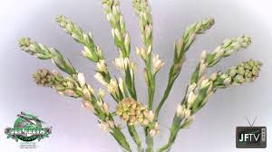 2000 nw 70th ave, miami (fl), 33122, united states. Jftv Presents The Tuberose Time Lapse Youtube