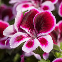 It has a pleasant rose scent and is easy to grow but likes some shade in the afternoon. Pelargonium Elsner Pac Englisch