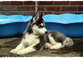 Find the perfect siberian husky puppy for sale in california at next day pets. Best Food For Your Husky Puppy Husky Puppy Feeding Guide My Happy Husky
