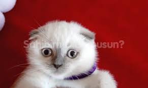 scottish fold scottish fold hayvan veterinerler