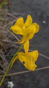 Image result for Utricularia benjaminiana
