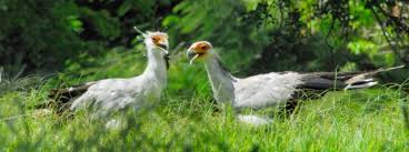7 More Scary Bird Species Holbrook Travel