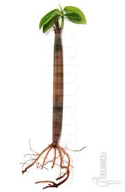 Image result for Rhizophoraceae