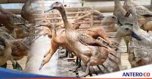 Kumpulan gambar tentang gambar bebek bertelur, klik untuk melihat koleksi gambar lain di kibrispdr.org. Panduan Lengkap Budidaya Bebek Petelur Untuk Pemula