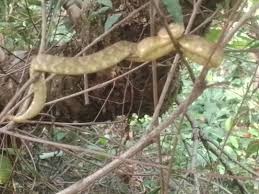 Image result for Disperis katangensis