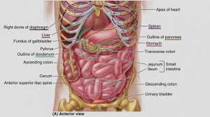 Internal Organ Diagram Human Body Koibana Info Human Body Organs Human Organ Diagram Human Body Diagram
