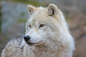 We did not find results for: Awesome Arctic Wolf Free Background Id 233919 For Hd 1440x960 Pc