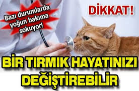 Evinizde Beslediginiz Yavru Kedinizin Sagliginizi Tehdit Etmesi Icin Bir Tirmik Yeterli Toplumda Cok Bilinmeyen Kedi Tirmigi Hastaligi Bazi Yoga Hayat Kedi