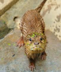 Kết quả hình ảnh cho con rái cá