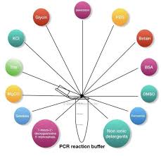 pcr reaction different components used in the pcr reaction buffer pcr primer design primer design told you so