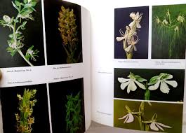 Image result for Habenaria rhopalostigma