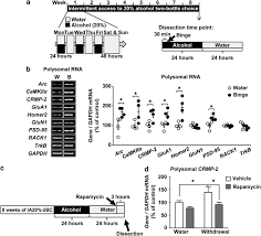 Mtorc1 Dependent Translation Of Collapsin Response Mediator Protein 2 Drives Neuroadaptations Underlying Excessive Alcohol Drinking Behaviors Molecular Psychiatry