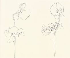 Sweet Pea Ellsworth Kelly 1960 Plant Drawing Ellsworth Kelly Flower Sketches