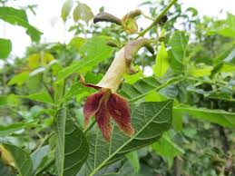 Image result for Markhamia tomentosa