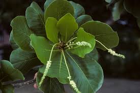 Image result for Terminalia stuhlmannii