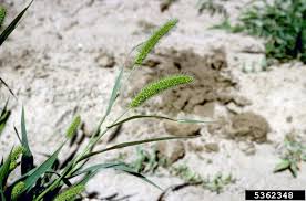 Image result for Setaria viridis