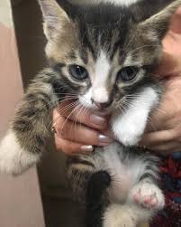 Apartman Boslugunda Yasiyorlar Acil Sahiplendirecektir Satinalmasahiplen Babycat Kedicik Yavrukedi Soka Yavru Kediler Hayvan Kedicik