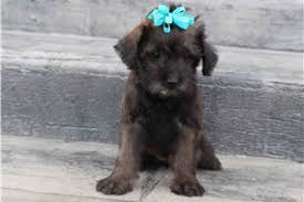 Schnoodles are hypoallergenic, cheerful and intelligent. Wlm361fkyxtazm