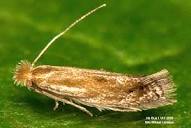 Bucculatrix maritima (Insecta: Lepidoptera: Bucculatricidae)