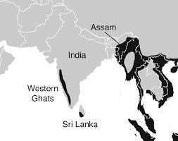 A rainforest is typically made up of four key layers: 4 Distribution Of Tropical Rainforest Black In India And Sri Lanka Download Scientific Diagram