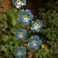 In general, it has five charming, blue petals with the yellow center. Forget Me Not Recycled Metal Garden Sculpture By Chi Africa Notonthehighstreet Com