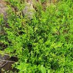 Image result for Psilotrichum scleranthum