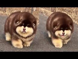 Super Fluffy Bouncy Bois Youtube Fluffy Dogs Cute Animals Cute Creatures